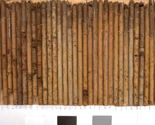 Long soil cores arranged side by side to compare soil profiles and horizons.