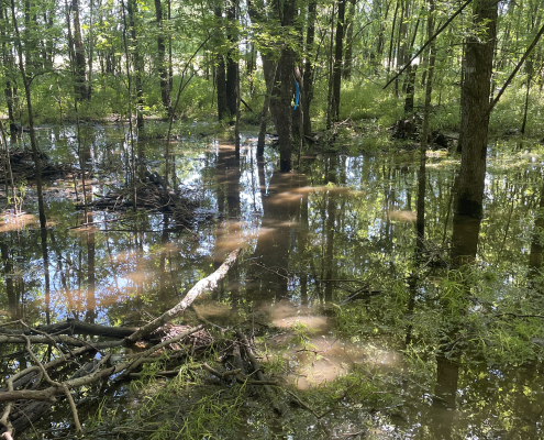 Standing water surrounding trees and reflecting green foliage in a forested wetland.