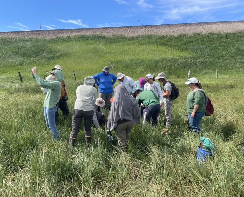 A group gathered around a field observation site in tall grass.